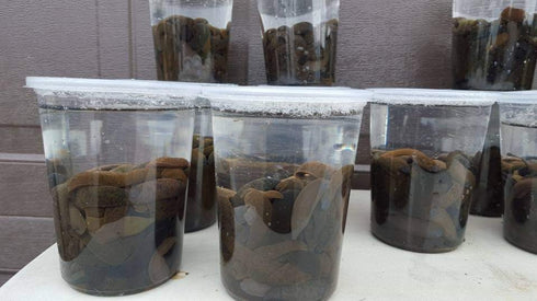 Live Leeches - Shipped USA *Please know your state laws before you order*
