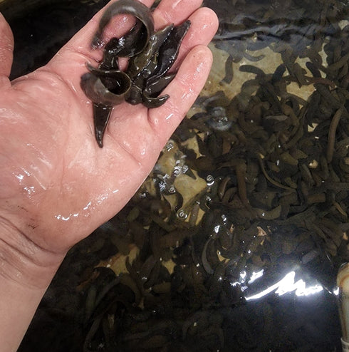Live Leeches - Shipped USA *Please know your state laws before you order*