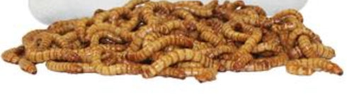 Giant Meal Worms (24-Count)